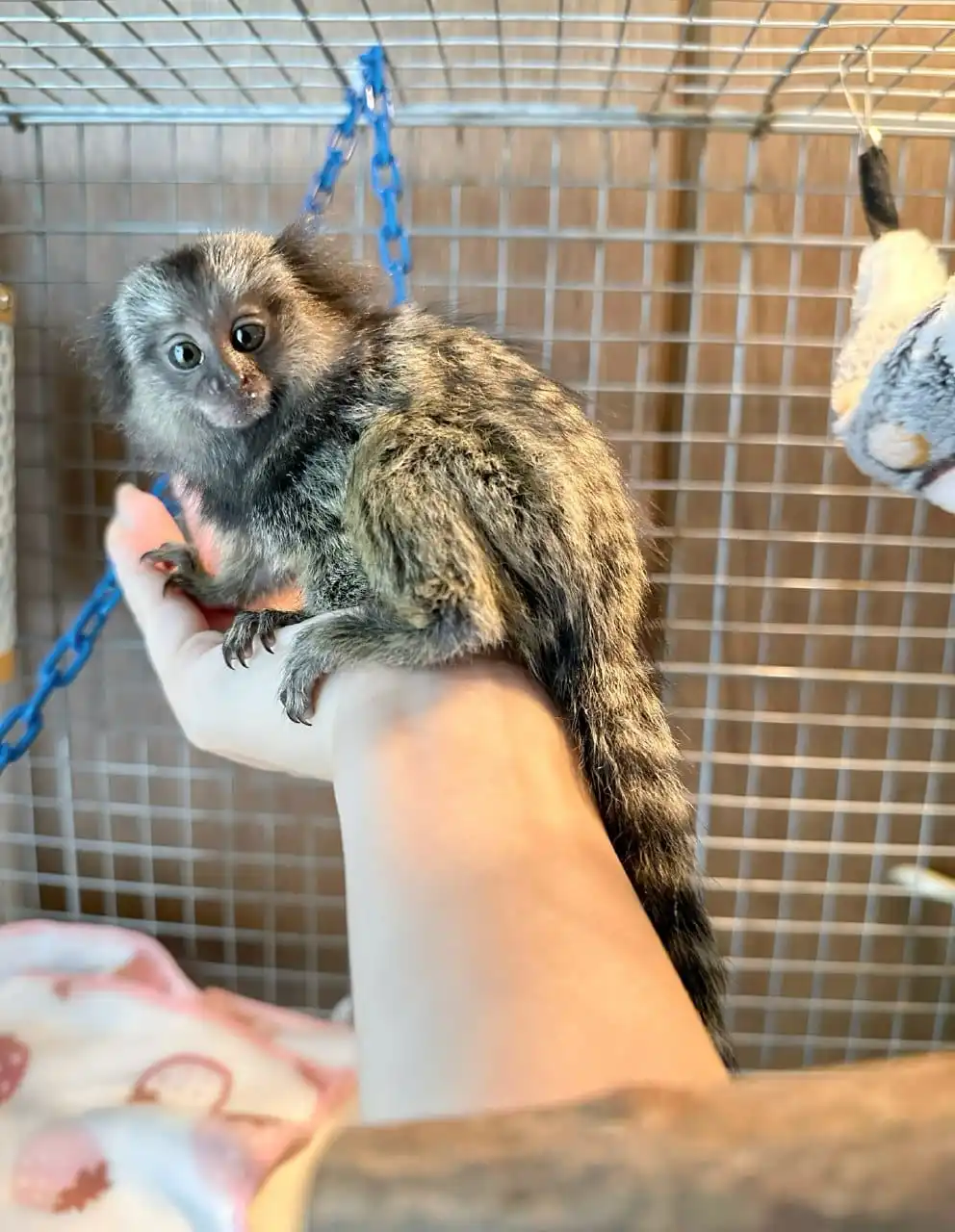Marmoset Monkey For Sale