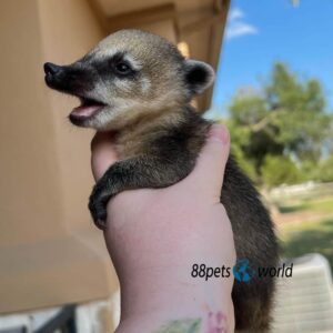 Ziggy - Male Coatimundi