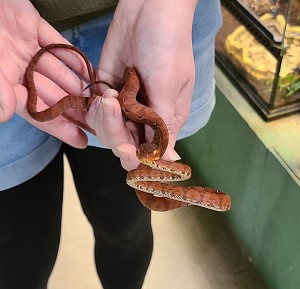 Amazon Tree Boa for Sale