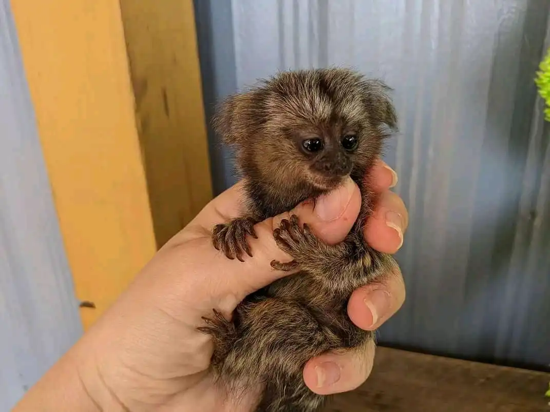 Marmoset Monkey For Sale