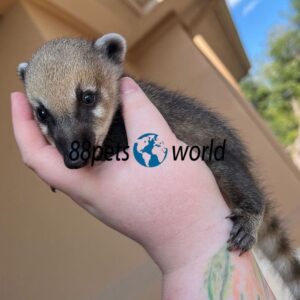Emma  - Female Coatimundi
