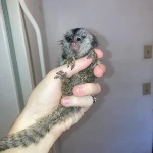Selena - Female Marmoset Monkey