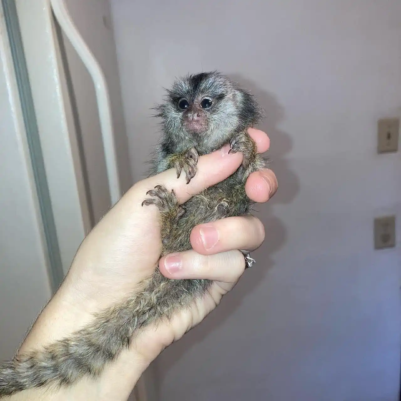 Selena - Female Marmoset Monkey