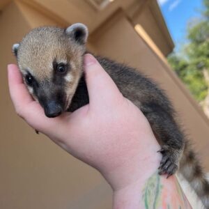 Emma - Female Coatimundi
