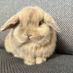Thumper - Male Bunny for Sale