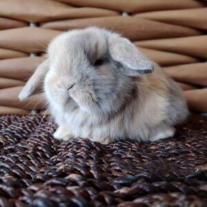 Cotton - Female Netherland Dwarf