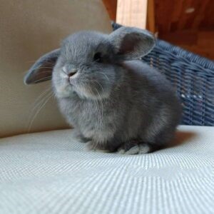 Oreo - Female Bunny for Sale