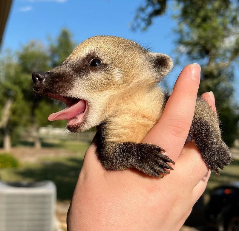 Coatimundi For Sale