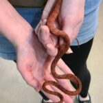 Amazon Tree Boa for Sale