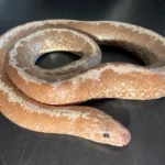 Yearling Anery Stripe Het Albino Kenyan Sand Boa