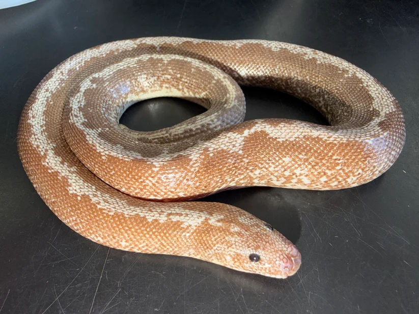 Yearling Anery Stripe Het Albino Kenyan Sand Boa