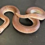 High Percentage Rufescens Kenyan Sand Boa