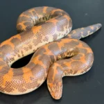 Hi-Orange Het Anery Kenyan Sand Boa