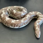 Anery Tiger Het Paradox Albino Kenyan Sand Boa