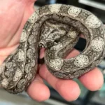 Argentine Boa Constrictor