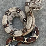 Columbian Red Tail Boa for Sale