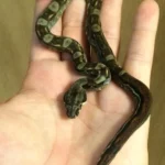 Central American Boa for Sale