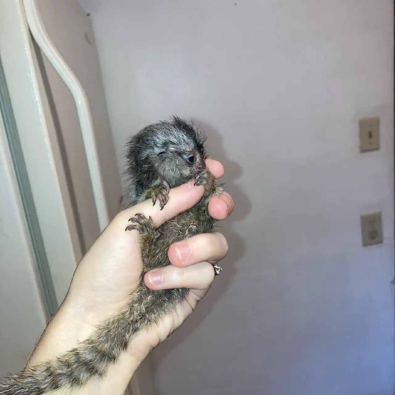 Selena - Female Marmoset Monkey - Image 2