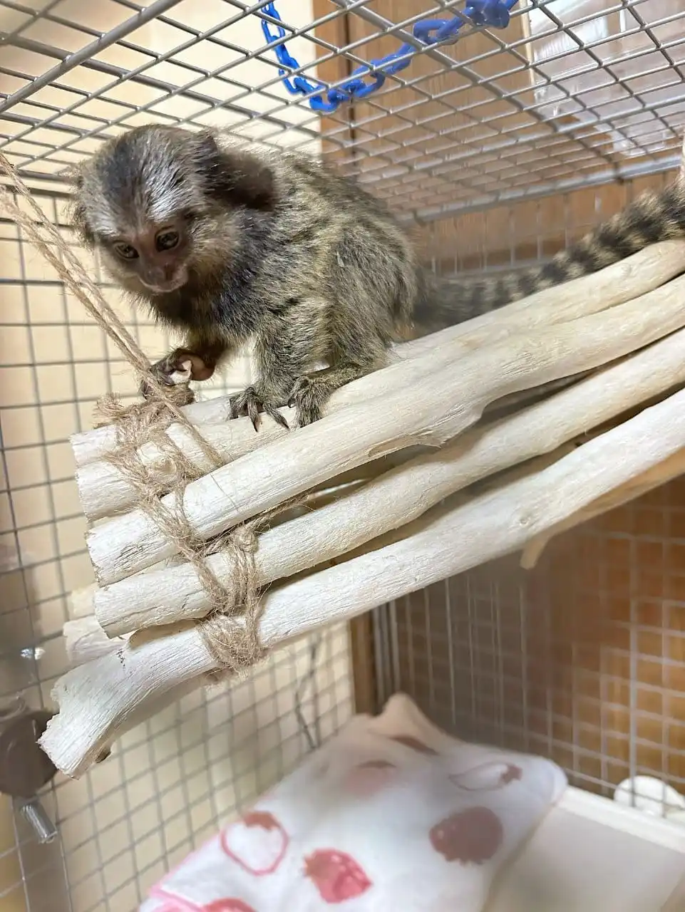 Saphira - Female Marmoset Monkey - Image 2