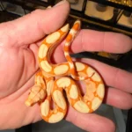 Kahl Sunglow Boa Constrictor