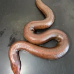 Kenyan Sand Boa for sale