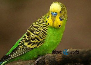 Parakeets