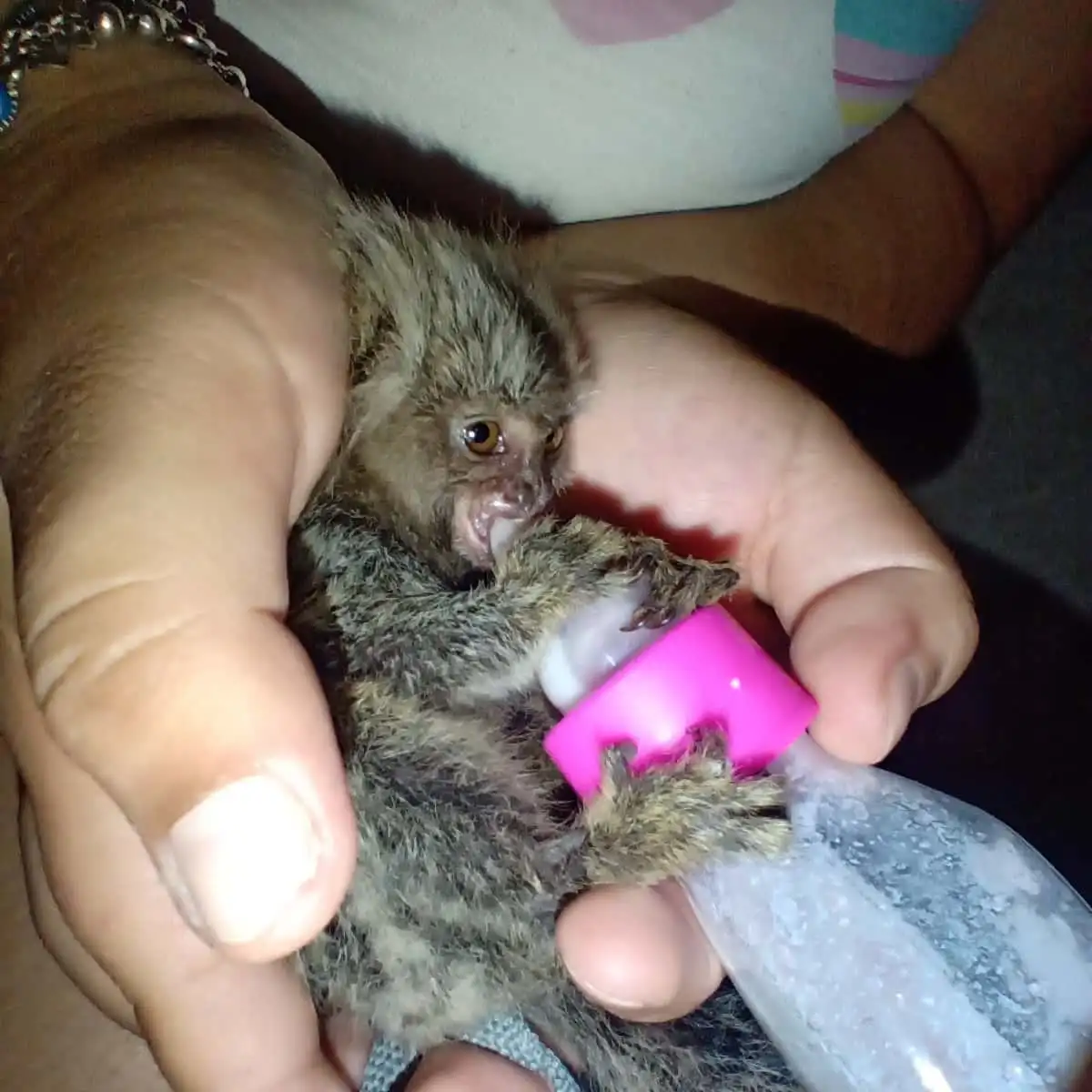 Mimi - Female Marmoset Monkey - Image 2