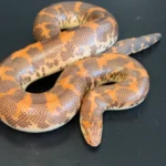 Hi-Orange Het Anery Kenyan Sand Boa
