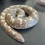 Anery Tiger Het Paradox Albino Kenyan Sand Boa