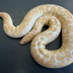 Snow Kenyan Sand Boa