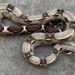 Columbian Red Tail Boa for Sale