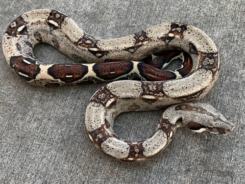 Columbian Red Tail Boa for Sale