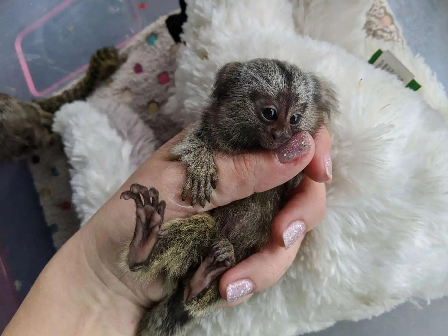 Selena - Female Marmoset Monkey - Image 3