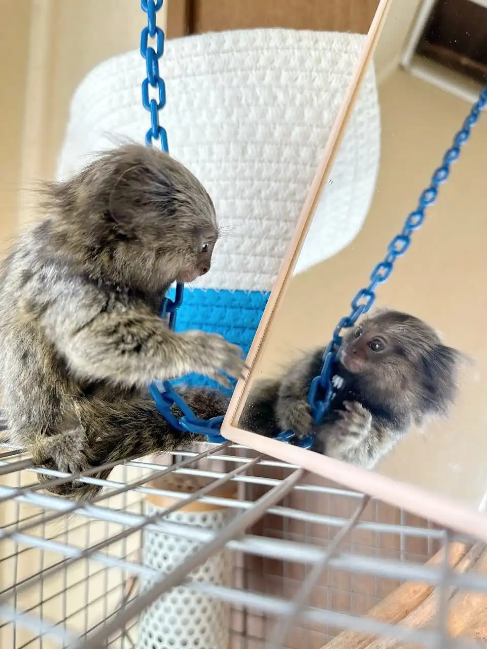 Saphira - Female Marmoset Monkey - Image 3