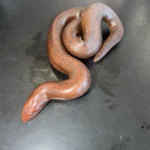 Kenyan Sand Boa for sale