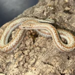 Rosy Boa for sale
