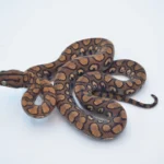 Brazilian Rainbow Boa For Sale