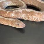 Yearling Anery Stripe Het Albino Kenyan Sand Boa