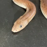 High Percentage Rufescens Kenyan Sand Boa