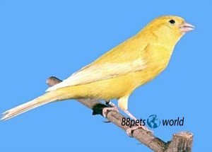 Canaries