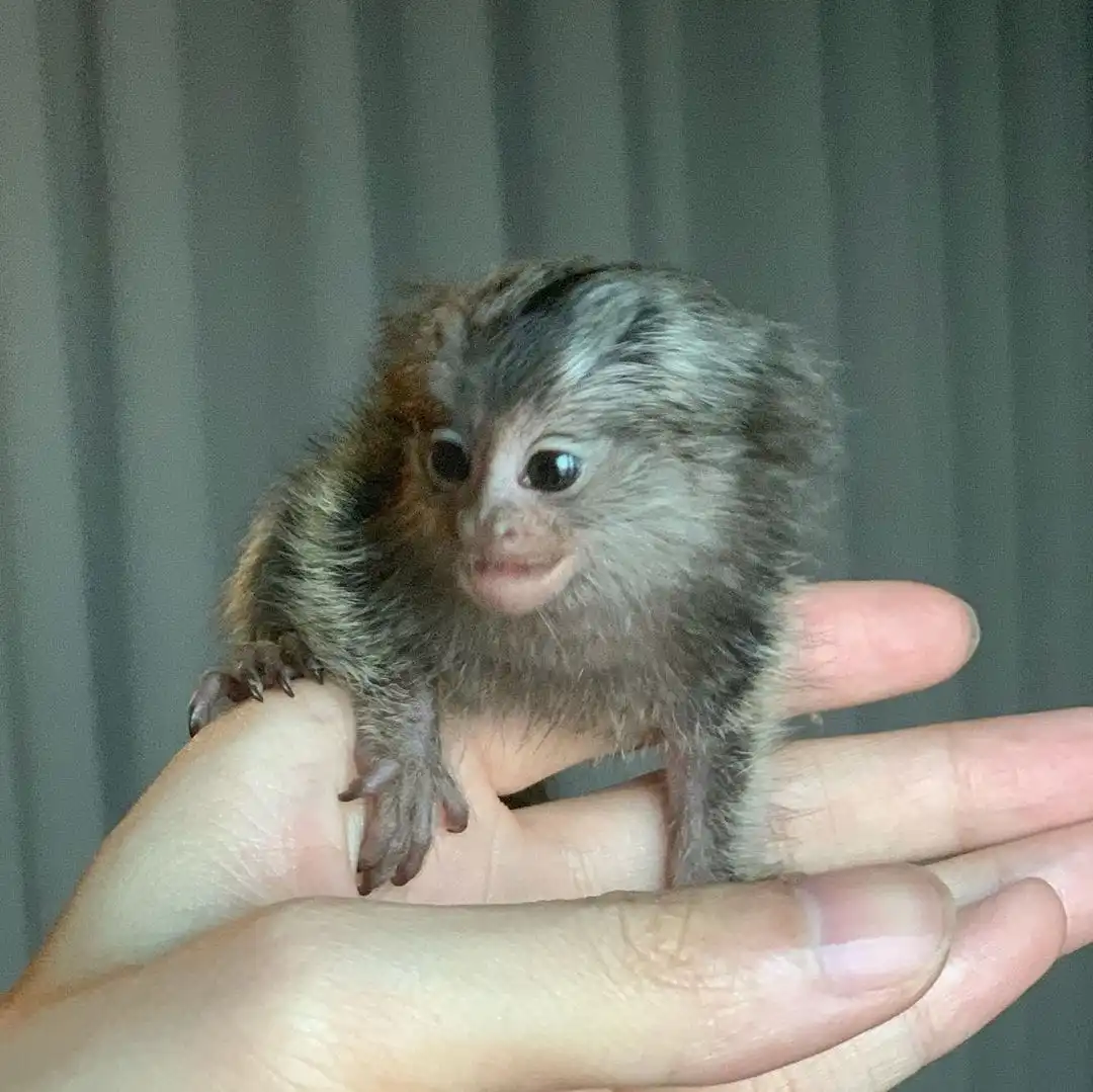 Mimi - Female Marmoset Monkey - Image 3