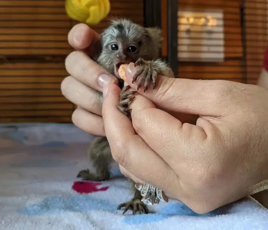 Selena - Female Marmoset Monkey - Image 4