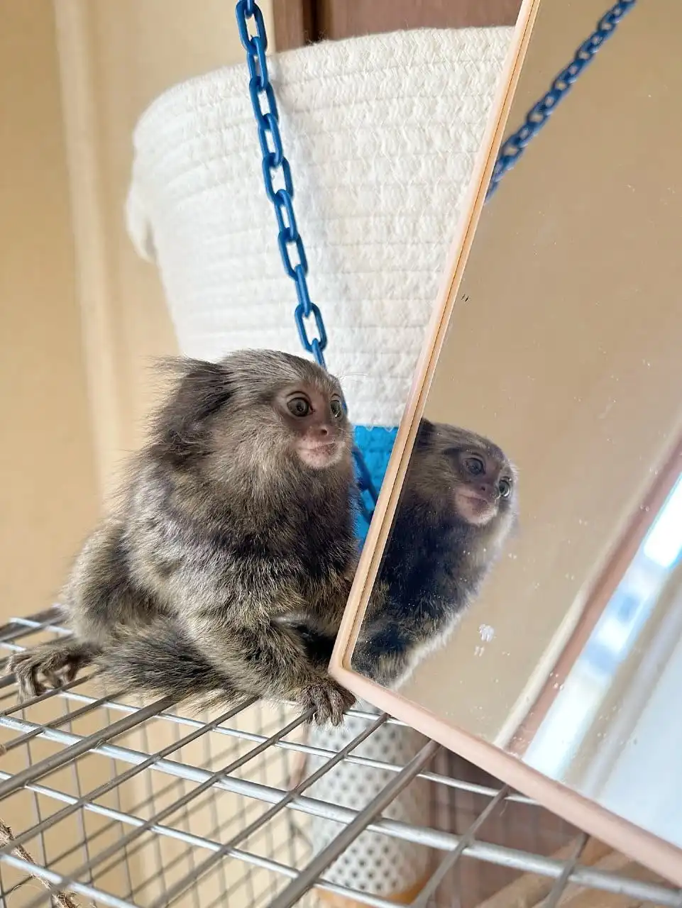 Saphira - Female Marmoset Monkey - Image 4