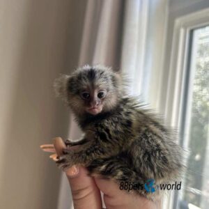 Keeyah - Female Marmoset Monkey