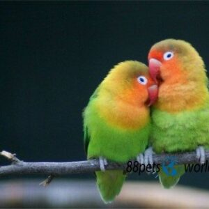 Love Birds