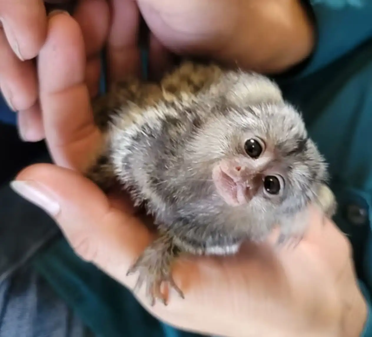 Mimi - Female Marmoset Monkey - Image 4