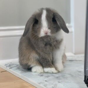Garry - Male Bunny for Sale