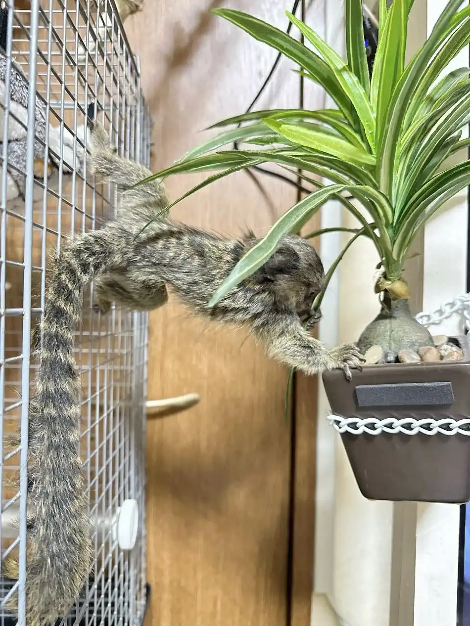Saphira - Female Marmoset Monkey - Image 5