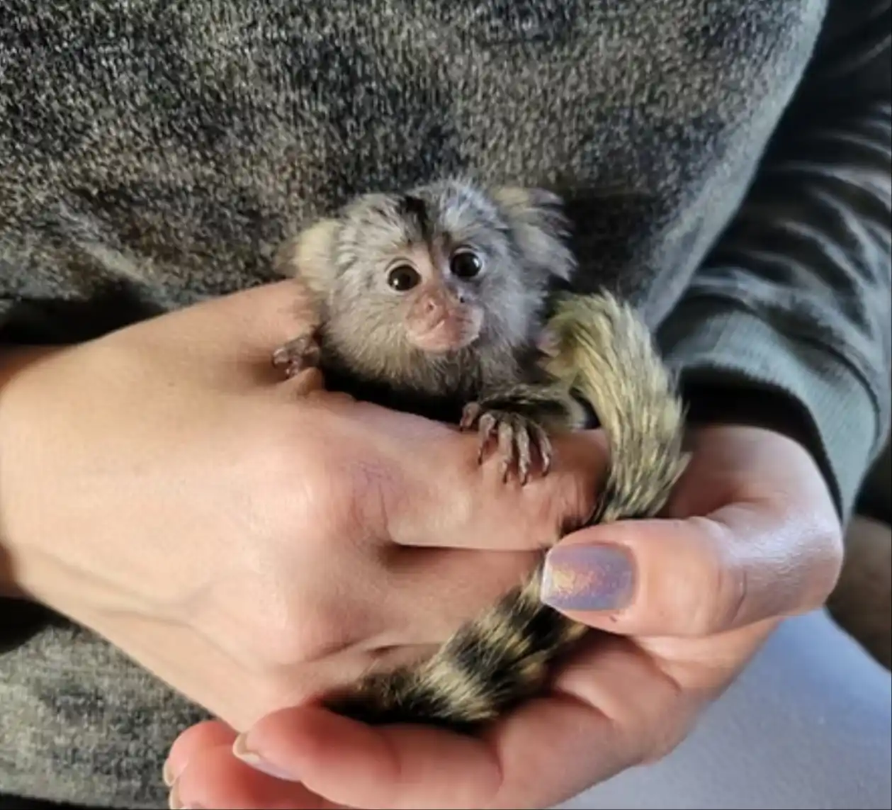 Mimi - Female Marmoset Monkey - Image 5