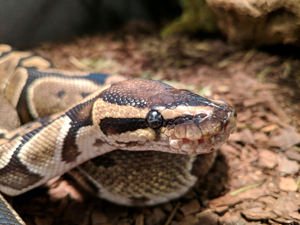 Ball Pythons For Sale